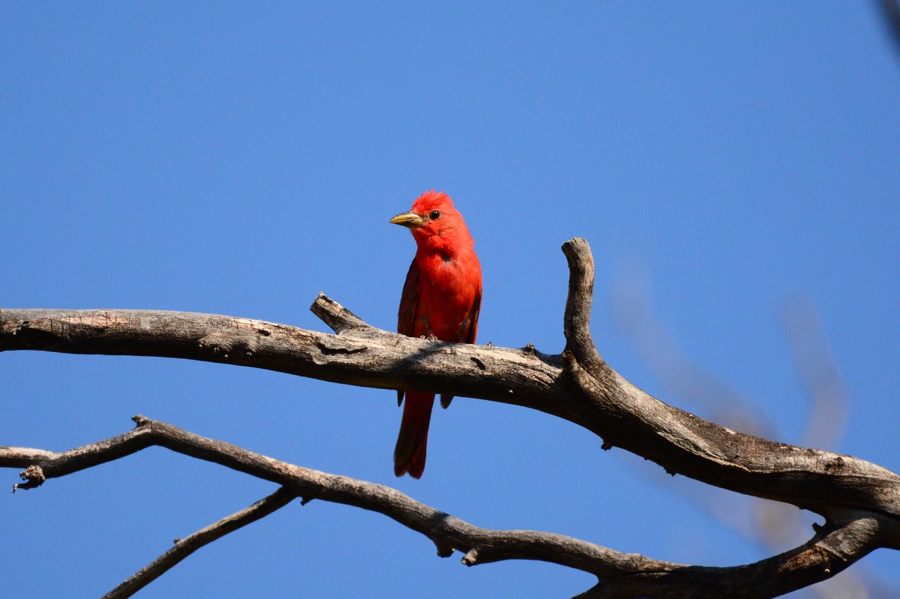 Piranga rubra Piranga rubra